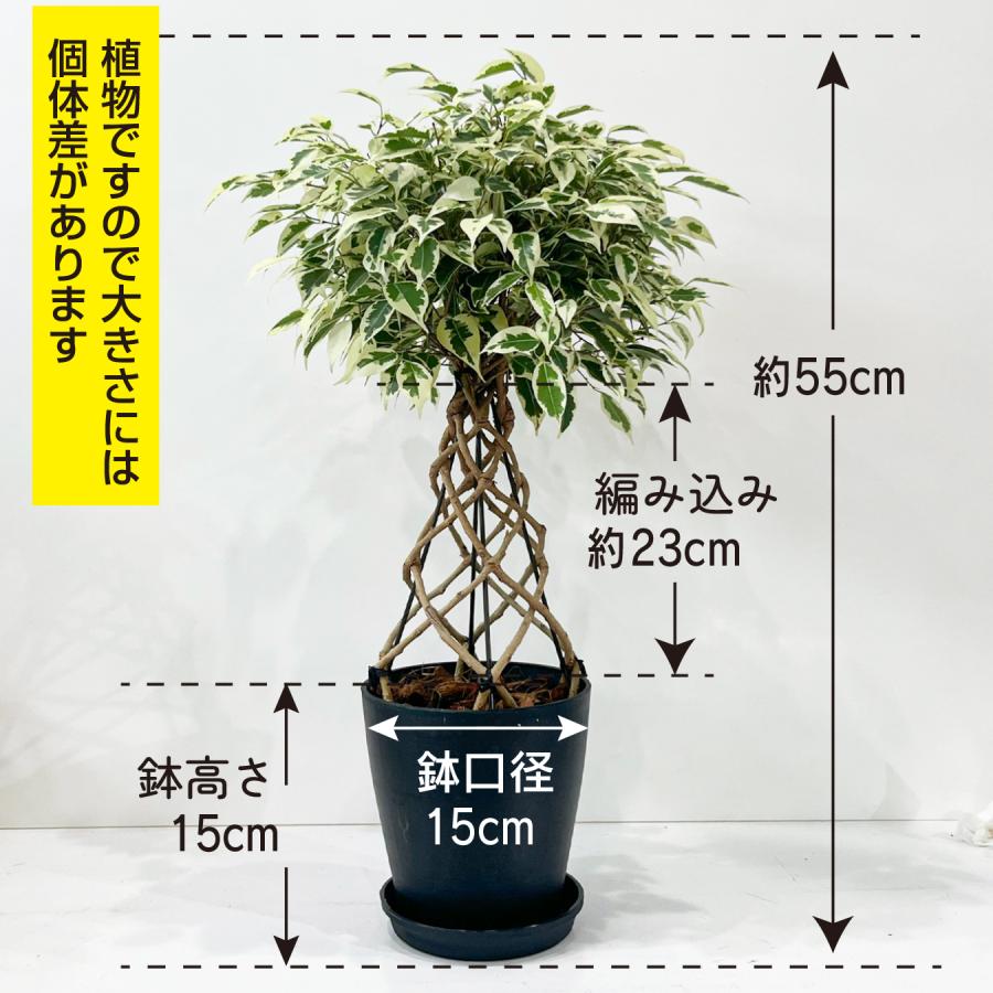フィカス・ベンジャミン スターライト タワー仕立て 5号鉢 観葉植物 樹