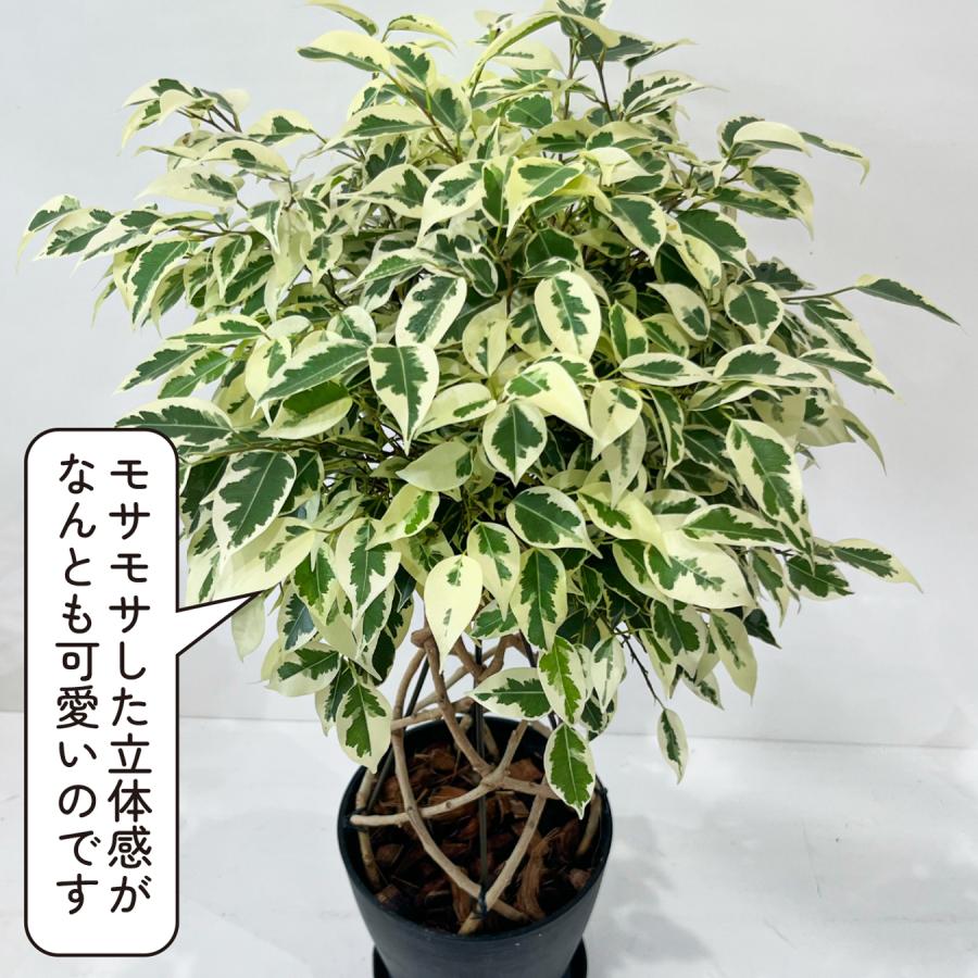 フィカス・ベンジャミン スターライト タワー仕立て 5号鉢 観葉植物 樹