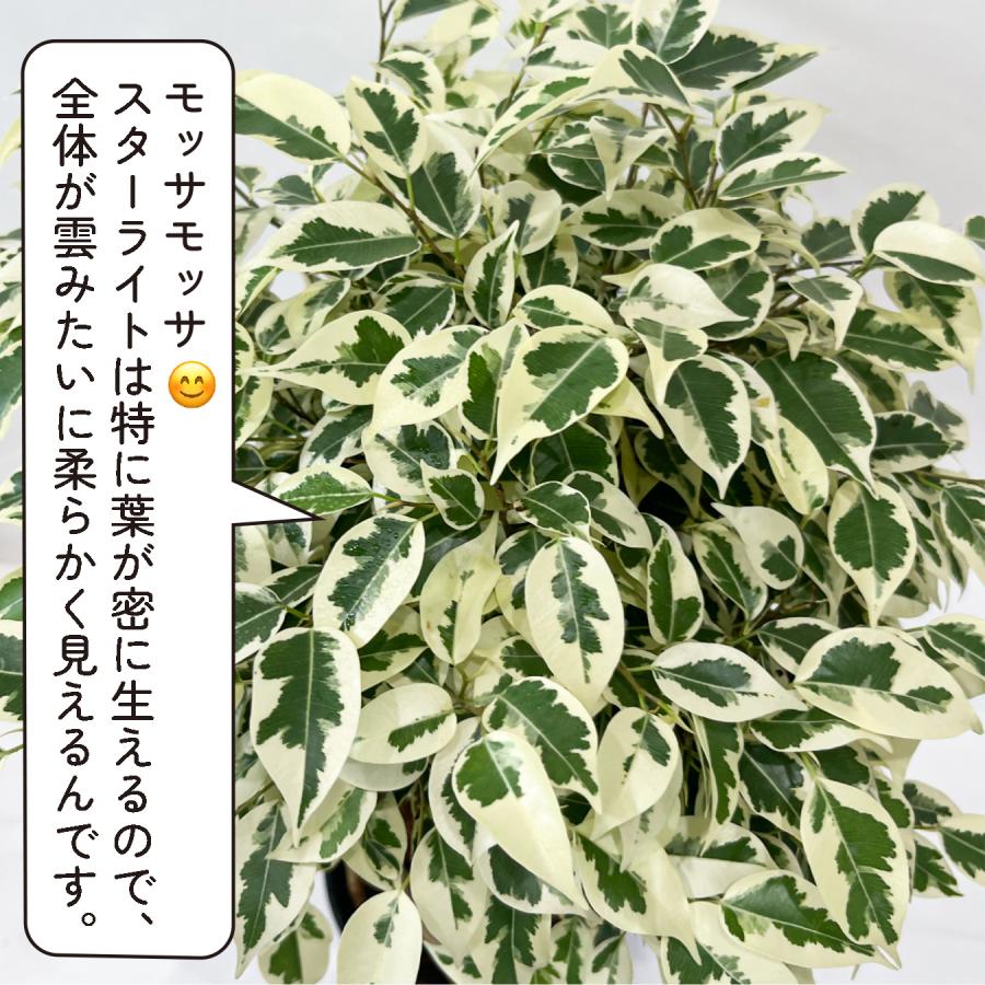 フィカス・ベンジャミン スターライト タワー仕立て 5号鉢 観葉植物 樹