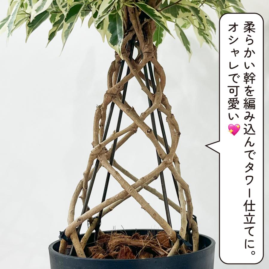 フィカス・ベンジャミン スターライト タワー仕立て 5号鉢 観葉植物 樹