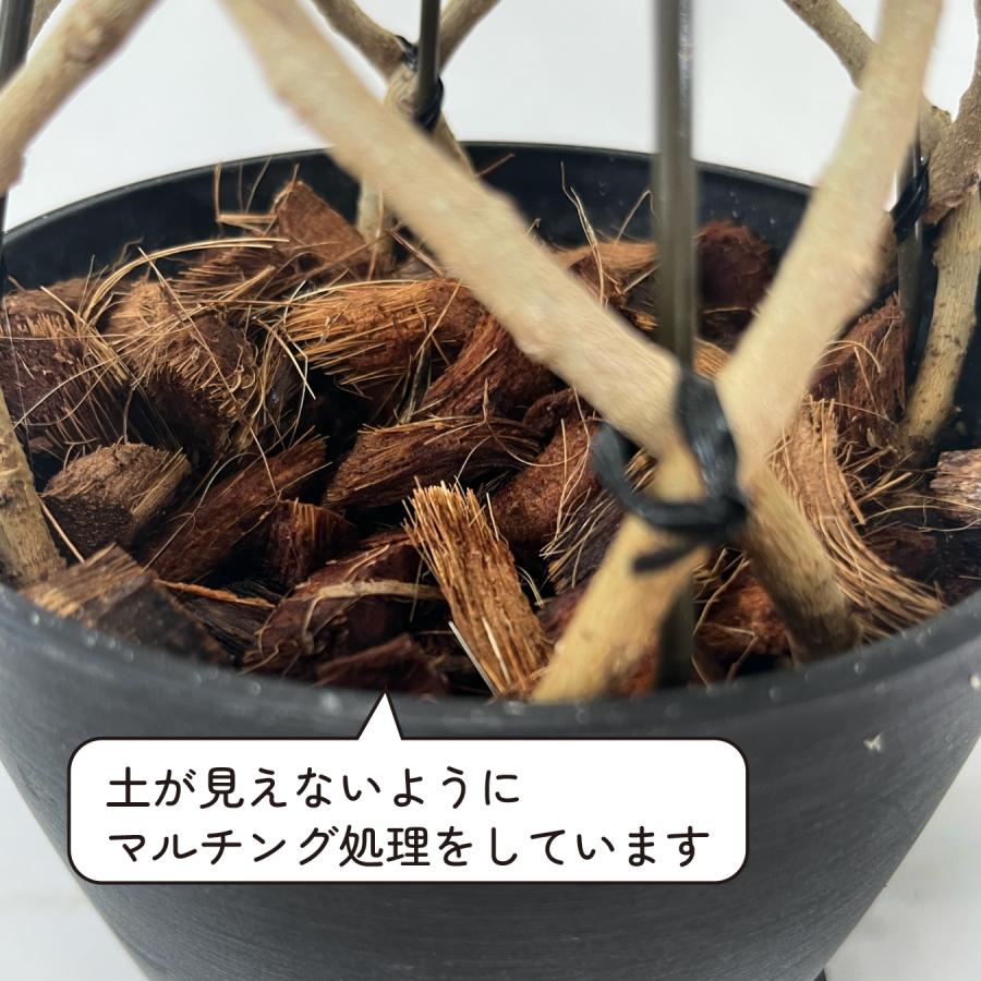 フィカス・ベンジャミン スターライト タワー仕立て 5号鉢 観葉植物 樹