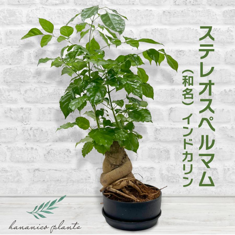 ステレオスペルマム 観葉植物 鉢植え ユニークな樹形 幹太り 個性的