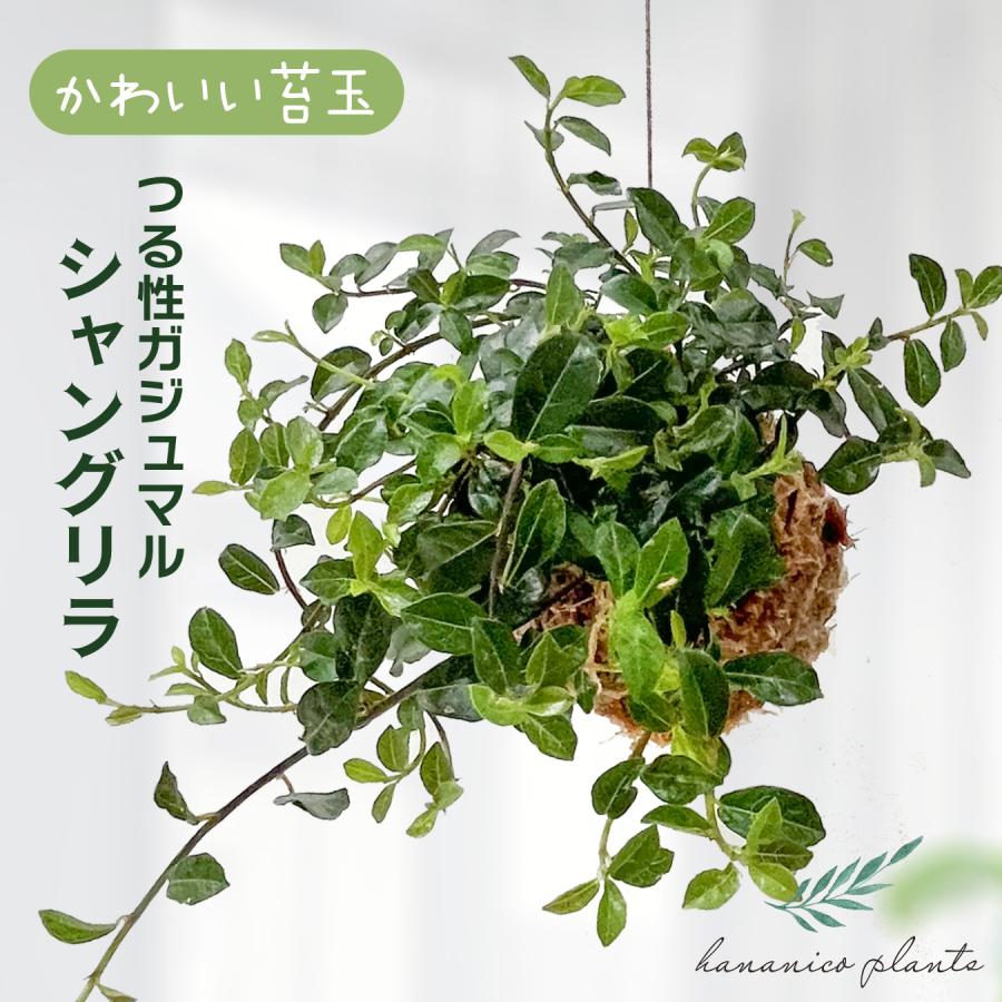 シャングリラ つる性ガジュマル 苔玉 幸福を呼ぶ 観葉植物 おしゃれに 