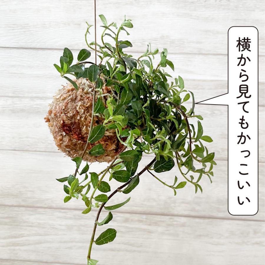 シャングリラ つる性ガジュマル 苔玉 幸福を呼ぶ 観葉植物 おしゃれに 