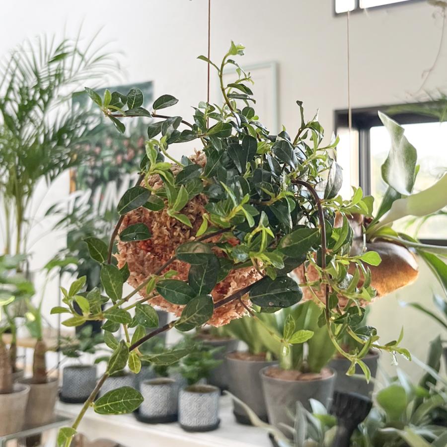 シャングリラ つる性ガジュマル 苔玉 幸福を呼ぶ 観葉植物 おしゃれに 