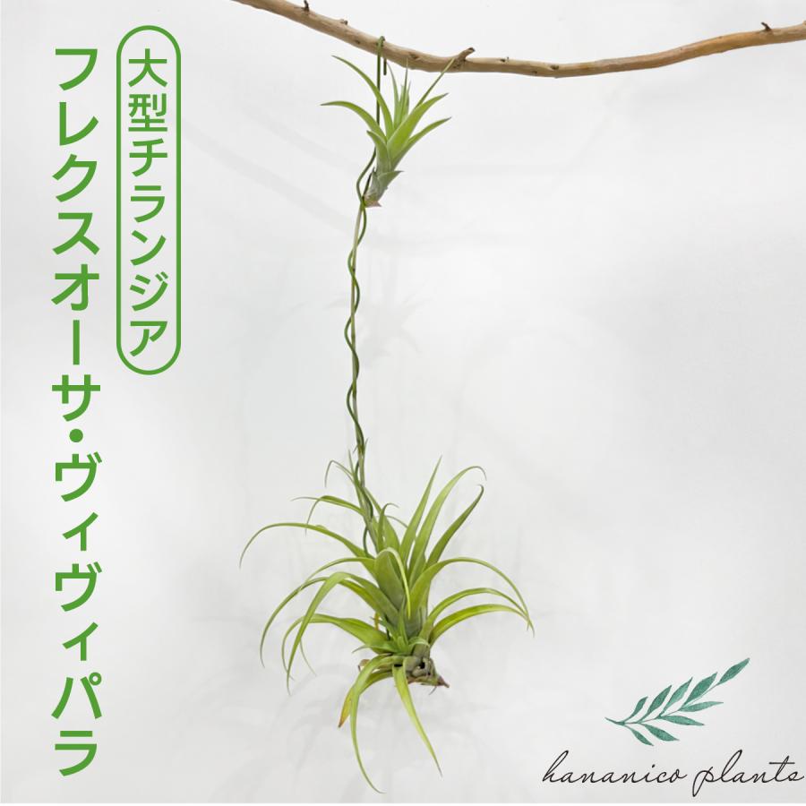 チランジア・フレクスオーサ・ヴィヴィパラ レア種 エアプランツ 吊り
