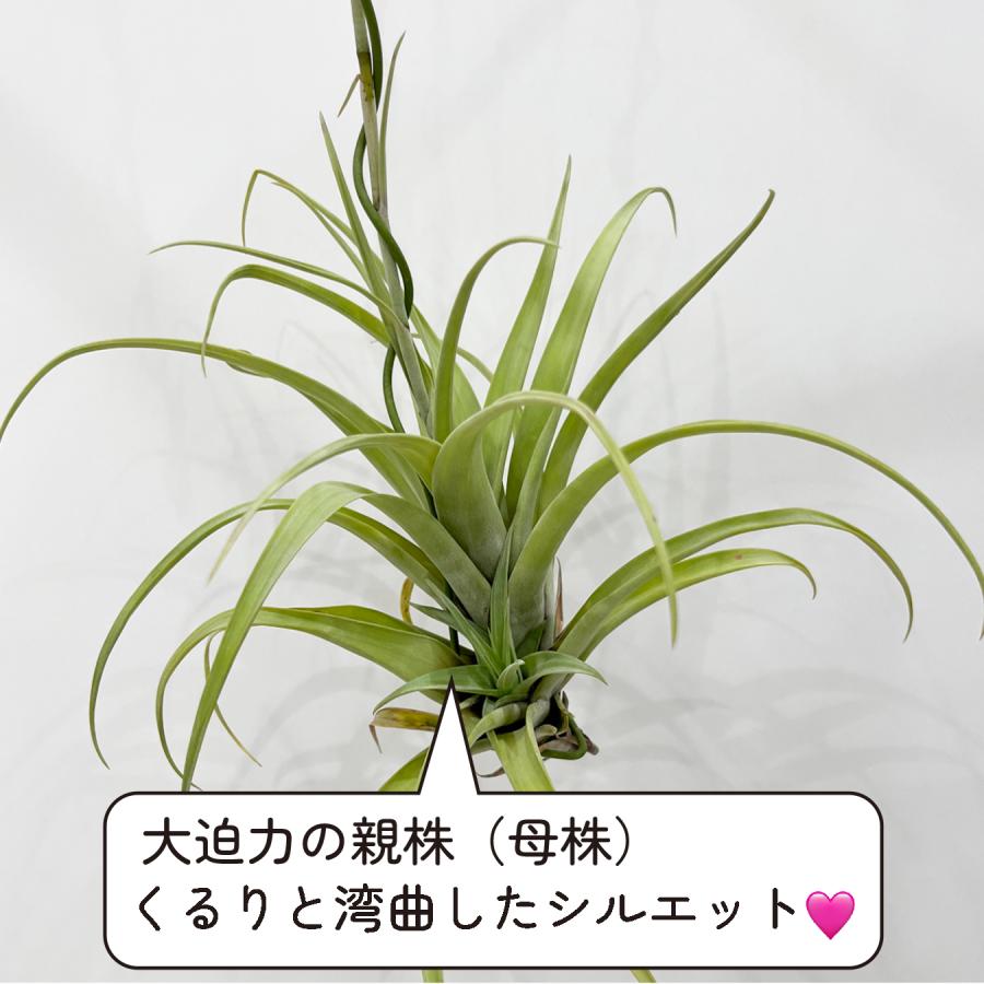 チランジア・フレクスオーサ・ヴィヴィパラ レア種 エアプランツ 吊り