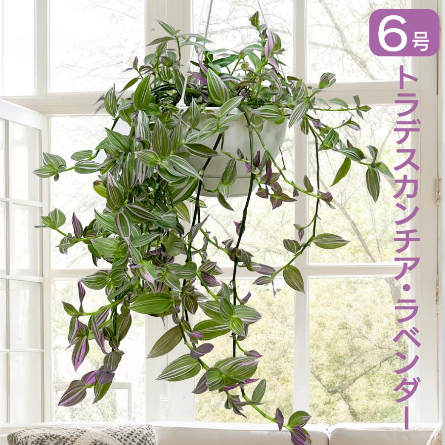 観葉植物　アトランティス　21cm吊り鉢ごと 訳あり】 観葉植物 アトランティス 21cm吊り鉢ごと 逆さまの植木鉢
