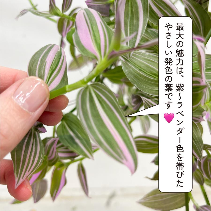 トラデスカンチア・ラベンダー 6号 吊り鉢｜紫葉が美しい ツル性観葉