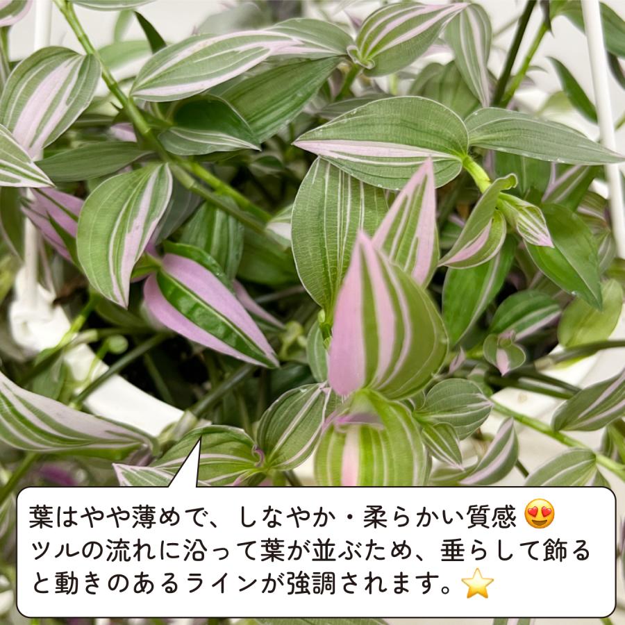 観葉植物　アトランティス　21cm吊り鉢ごと 訳あり】 観葉植物 アトランティス 21cm吊り鉢ごと 逆さまの植木鉢