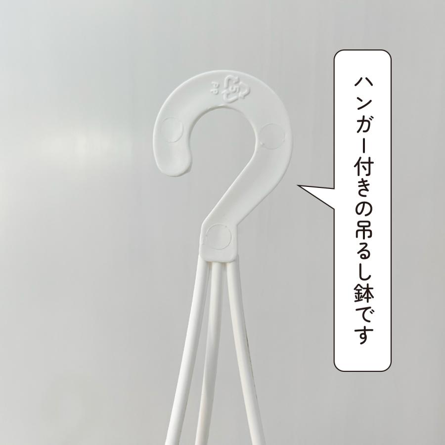 トラデスカンチア・ラベンダー 6号 吊り鉢｜紫葉が美しい ツル性観葉