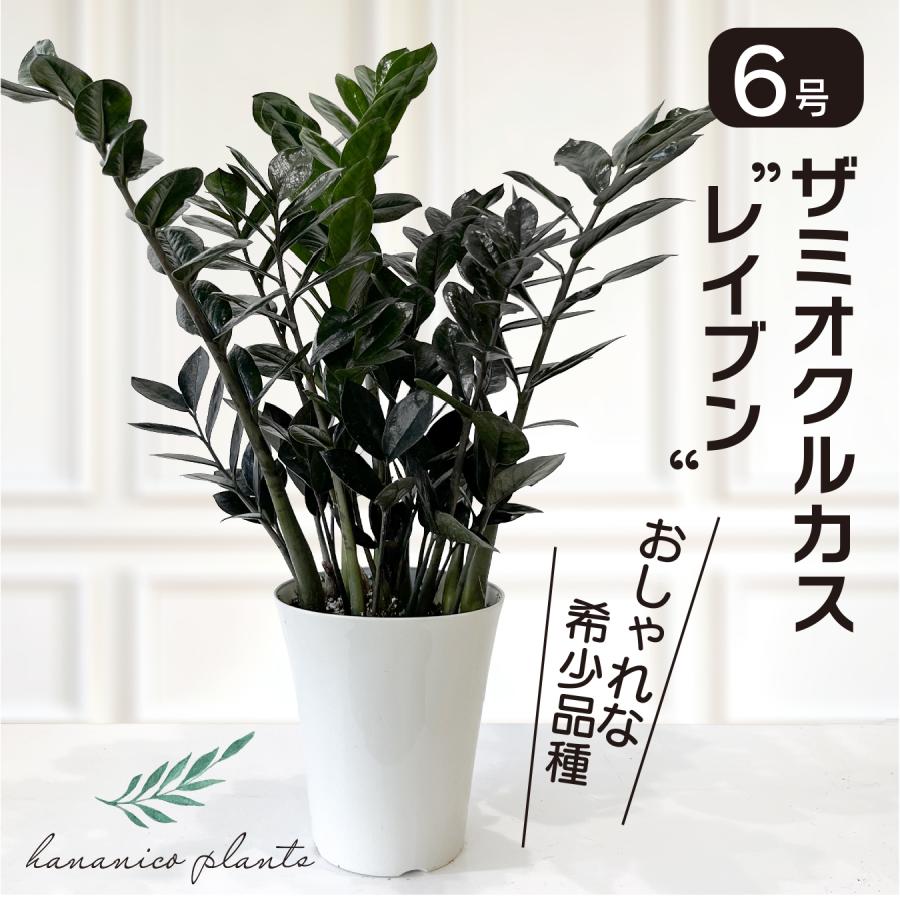 観葉植物　専用 楽天市場】観葉植物 ザミオクルカス ザミフォーリア 6号鉢苗