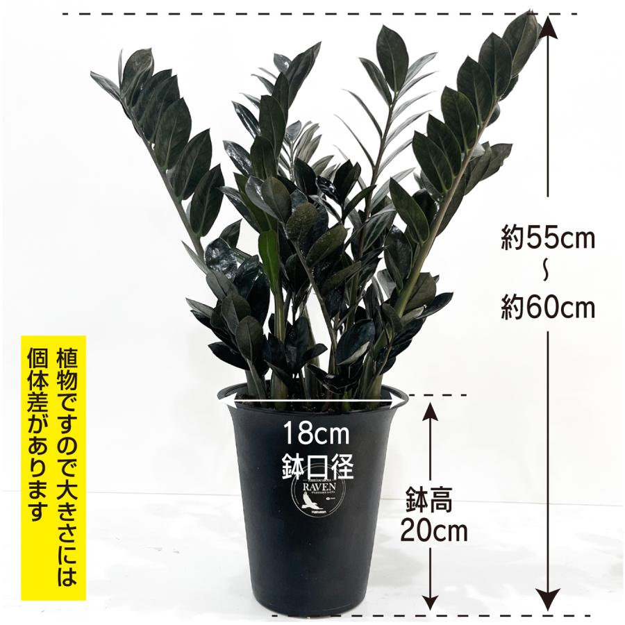 ザミオクルカス レイブン 6号 大型 黒い葉 ツヤのある葉 観葉植物 風水