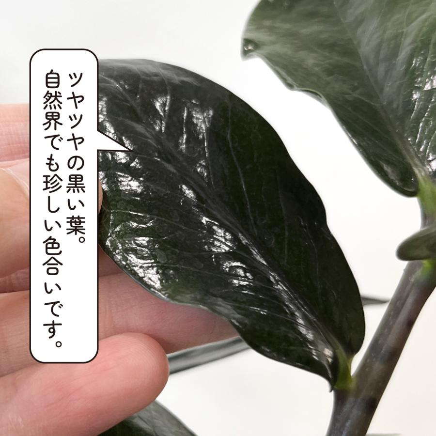 ザミオクルカス レイブン 6号 大型 黒い葉 ツヤのある葉 観葉植物 風水