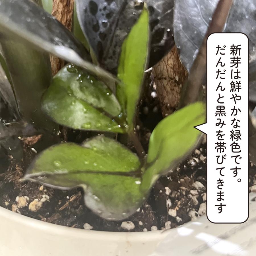 ザミオクルカス レイブン 6号 大型 黒い葉 ツヤのある葉 観葉植物 風水