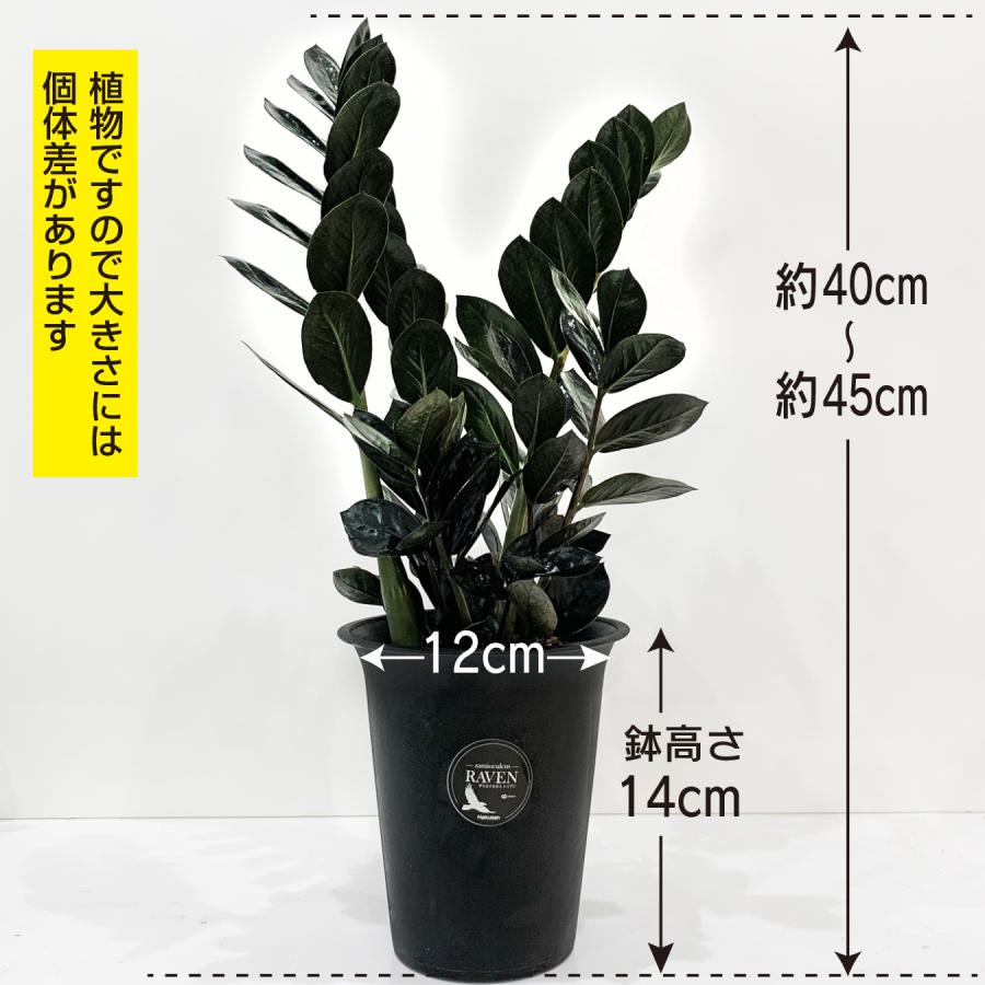 ザミオクルカス レイブン 4号鉢 黒い葉が美しい 観葉植物 金銭樹 育て