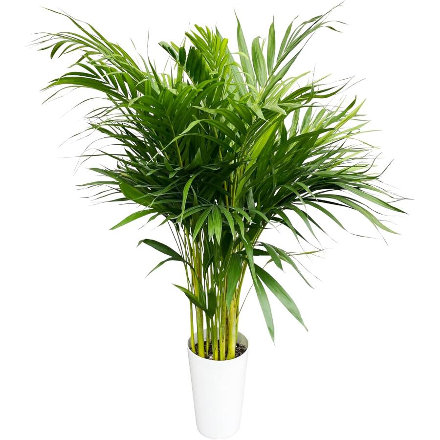花のギフト社 ヤシの木 観葉植物 アレカヤシ 本物 大型 ヤシ 7号 観葉