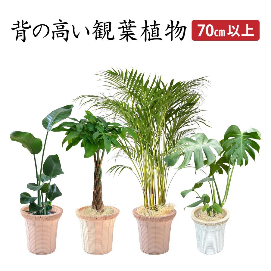 花のギフト社 観葉植物 オーガスタ パキラ アレカヤシ モンステラ 大型