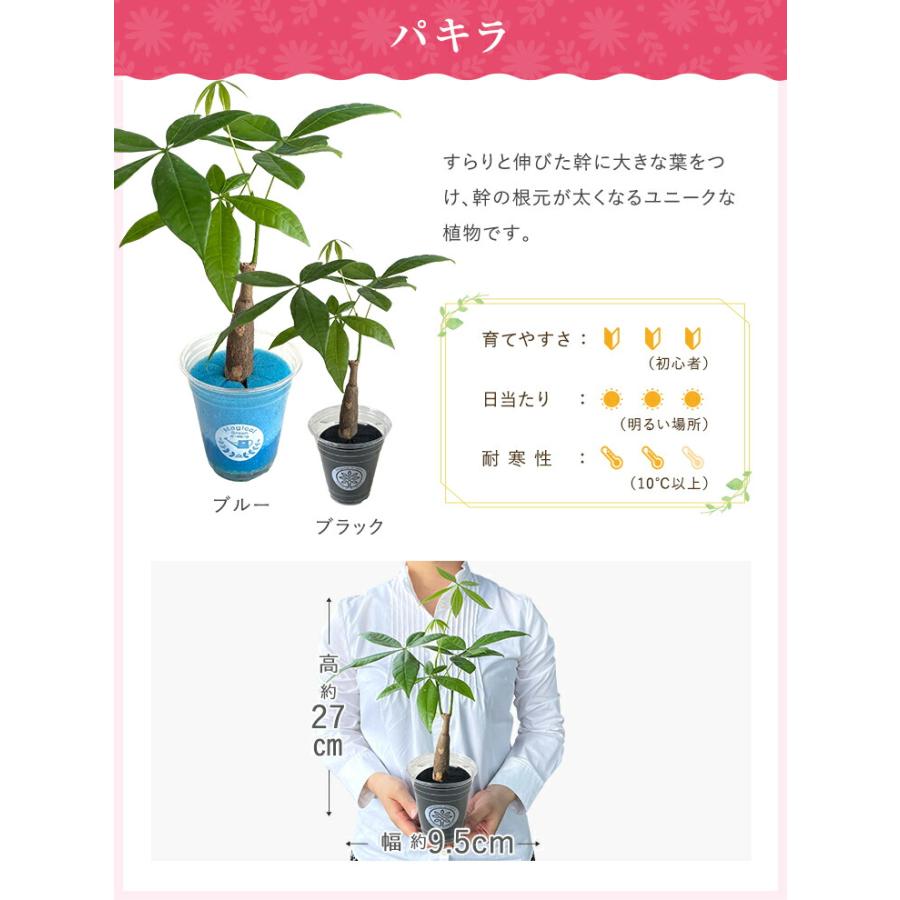 花のギフト社 あすつく 14時まで観葉植物 小さい 鉢 おしゃれ 白 花のギフト社 あすつく 14時まで観葉植物 小さい 鉢 おしゃれ 白