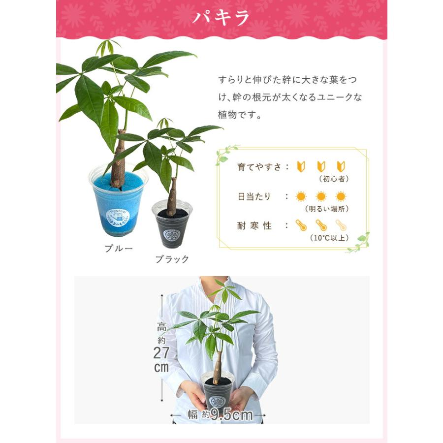 あすつく 14時まで観葉植物 小さい 鉢 おしゃれ 白 小型 ポット ガジュマル ミニ サンスベリア パキラ 多幸の木 サンセベリア トックリラン｜hananogiftsya｜13