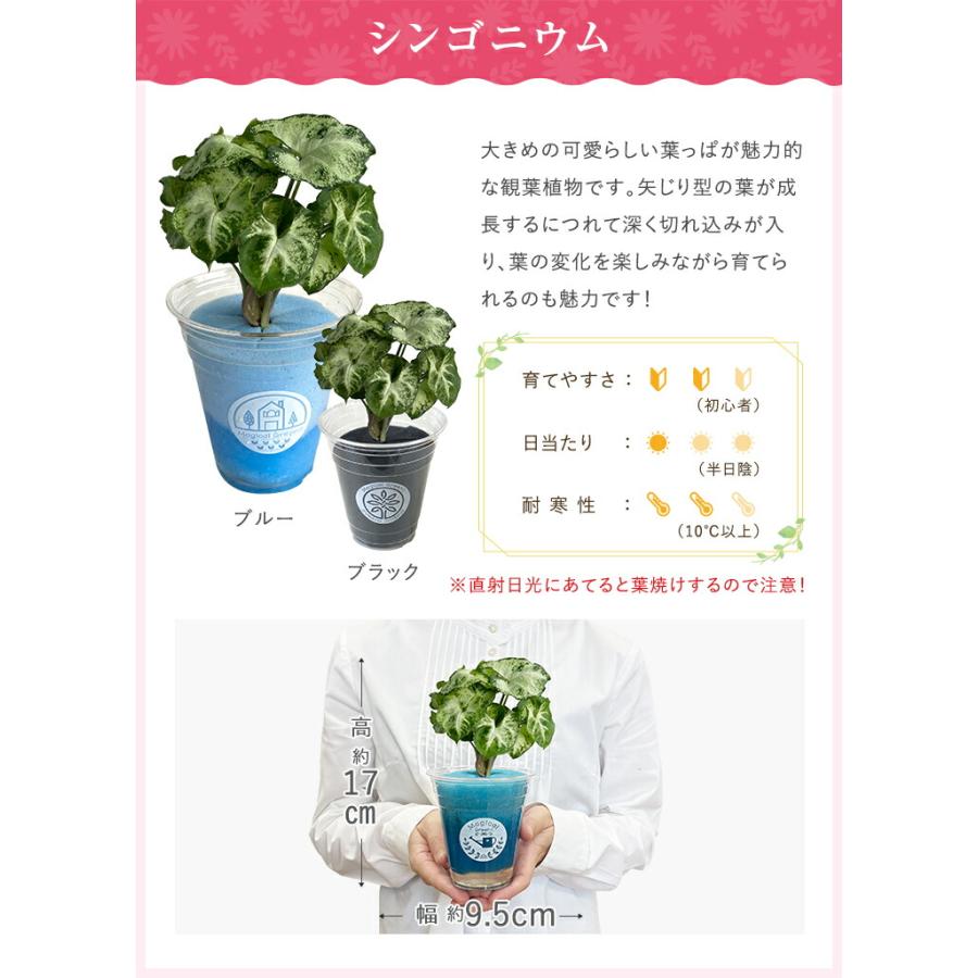 あすつく 14時まで観葉植物 小さい 鉢 おしゃれ 白 小型 ポット ガジュマル ミニ サンスベリア パキラ 多幸の木 サンセベリア トックリラン｜hananogiftsya｜16