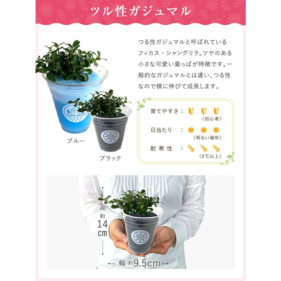 あすつく 14時まで観葉植物 小さい 鉢 おしゃれ 白 小型 ポット ガジュマル ミニ サンスベリア パキラ 多幸の木 サンセベリア トックリラン｜hananogiftsya｜17