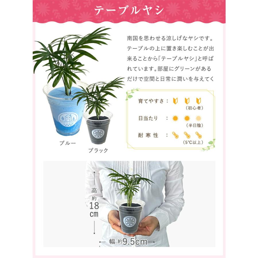 あすつく 14時まで観葉植物 小さい 鉢 おしゃれ 白 小型 ポット ガジュマル ミニ サンスベリア パキラ 多幸の木 サンセベリア トックリラン｜hananogiftsya｜19