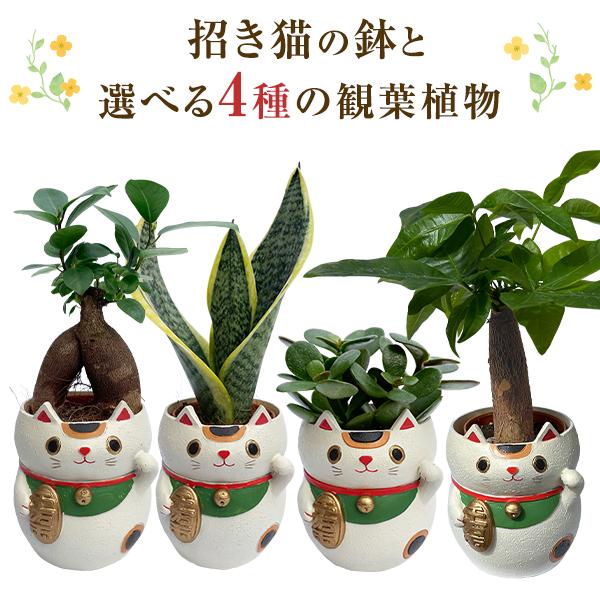 招き猫 置物 観葉植物 小さい 金のなる木 ガジュマル サンスベリア ミニ 金の生る木 鉢植え ミニ観葉植物 多肉植物 多肉 金の成る木 ガジュマル（Yahoo!・花のギフト社OnlineShop）