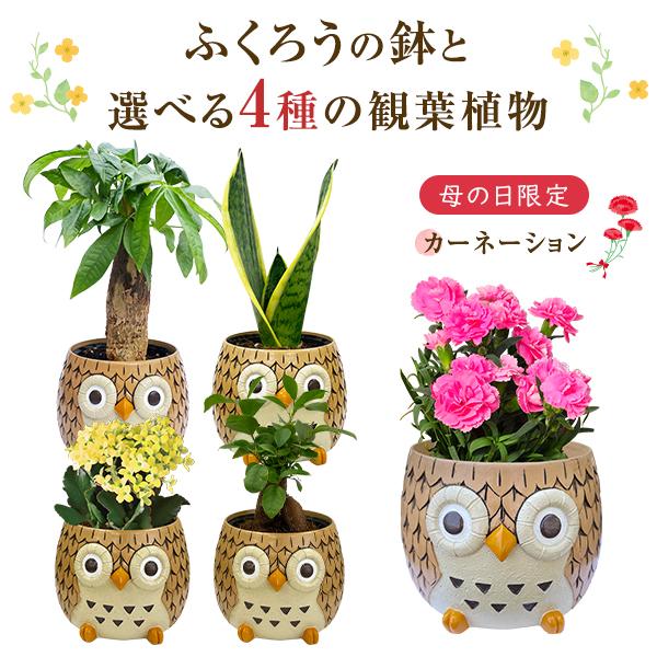 フクロウ ふくろう 置物 梟 観葉植物 小さい ガジュマル パキラ サンスベリア ミニ ミニ観葉植物 鉢植え 花鉢 鉢花 ガジュマルの木（Yahoo!・花のギフト社OnlineShop）