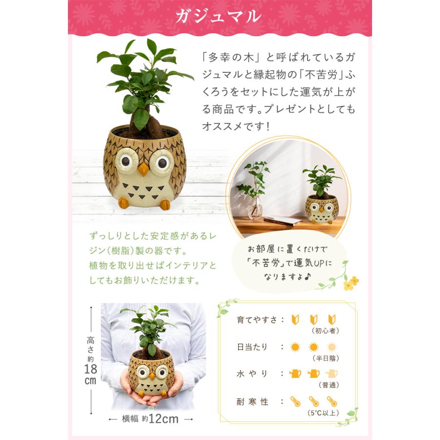 フクロウ ふくろう 置物 梟 観葉植物 小さい ガジュマル パキラ サンスベリア ミニ ミニ観葉植物 鉢植え 花鉢 鉢花 ガジュマルの木｜hananogiftsya｜07