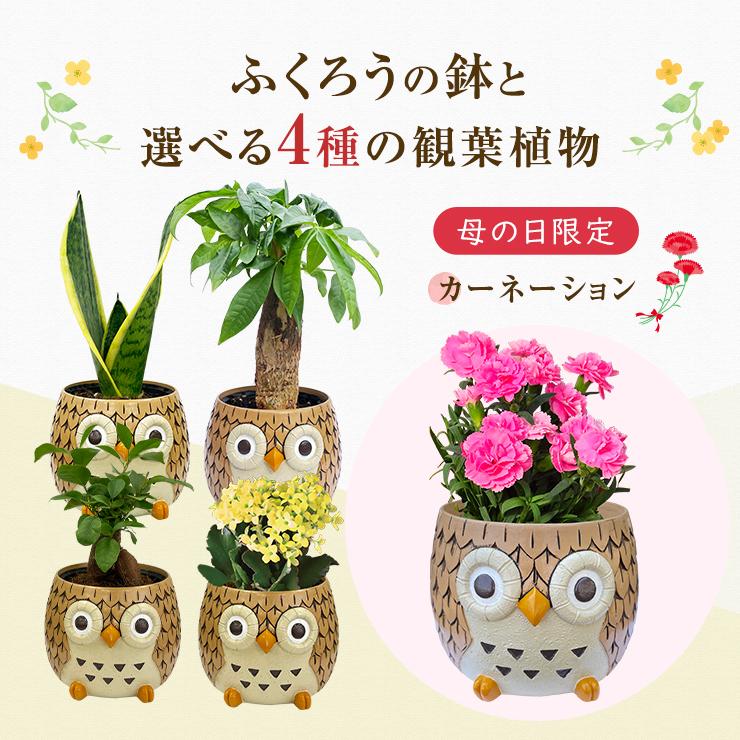 フクロウの彫刻と観葉植物のセット 花のギフト社 フクロウ ふくろう 置物 梟 観葉植物 小さい ガジュマル