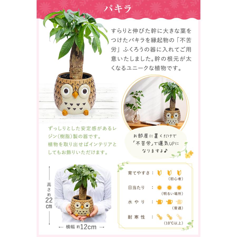 フクロウ ふくろう 置物 梟 観葉植物 小さい ガジュマル パキラ サンスベリア ミニ ミニ観葉植物 鉢植え 花鉢 鉢花 ガジュマルの木｜hananogiftsya｜08