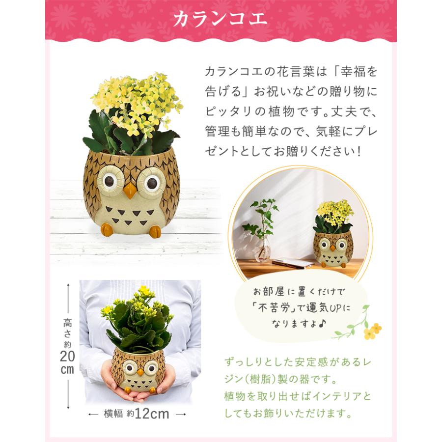 花のギフト社 フクロウ ふくろう 置物 梟 観葉植物 小さい ガジュマル