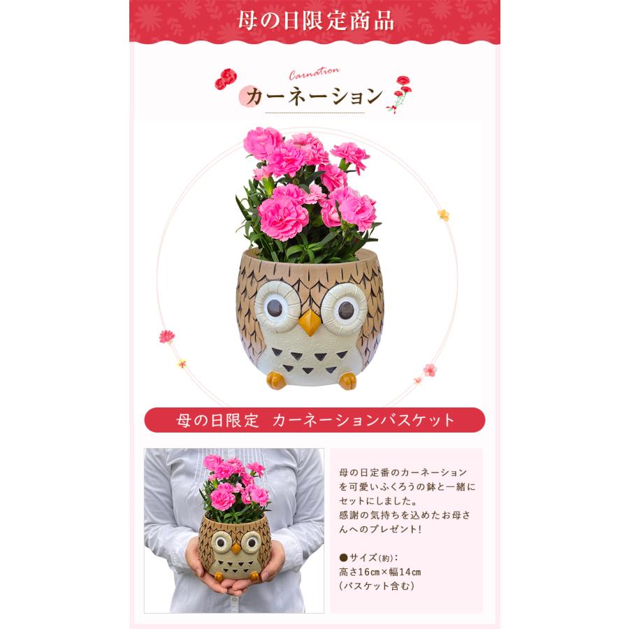 花のギフト社 フクロウ ふくろう 置物 梟 観葉植物 小さい ガジュマル