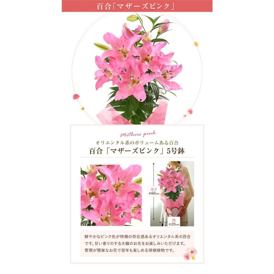 人気no 1 母の日 22ギフト 花 プレゼント 花鉢 鉢花 鉢植え カーネーション 百合 マダガスカルジャスミン ダリア 犬 東北 関西 送料無料 Wantannas Go Id