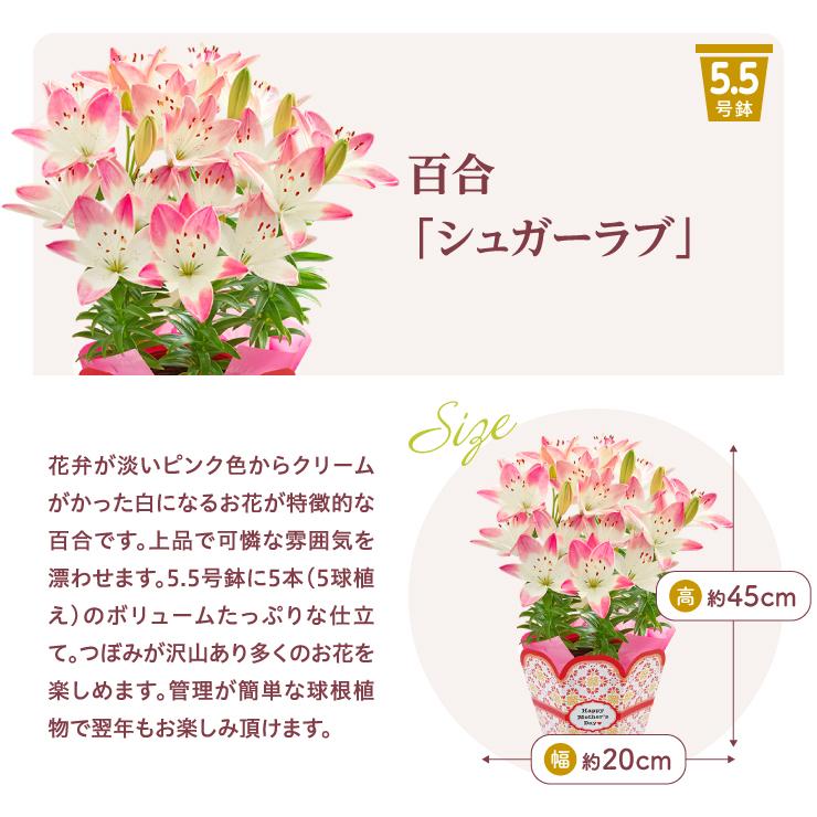 花のギフト社 母の日 花 プレゼント 母の日ギフト 2026 ギフト