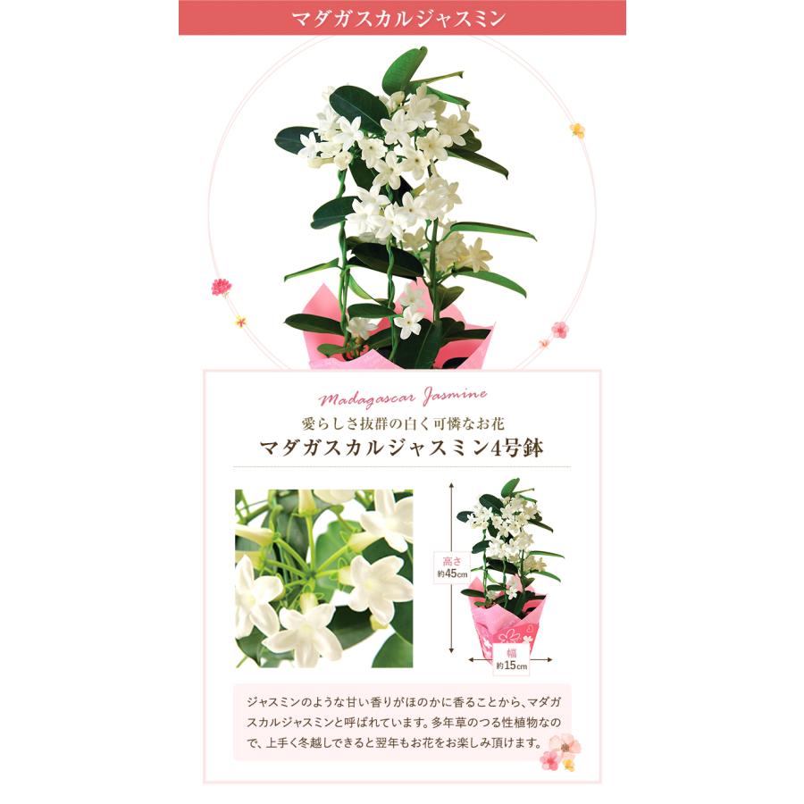 ゆらですページ 計56本　母の日　花束 花のギフト社 母の日 花 プレゼント 母の日ギフト 2025 ギフト