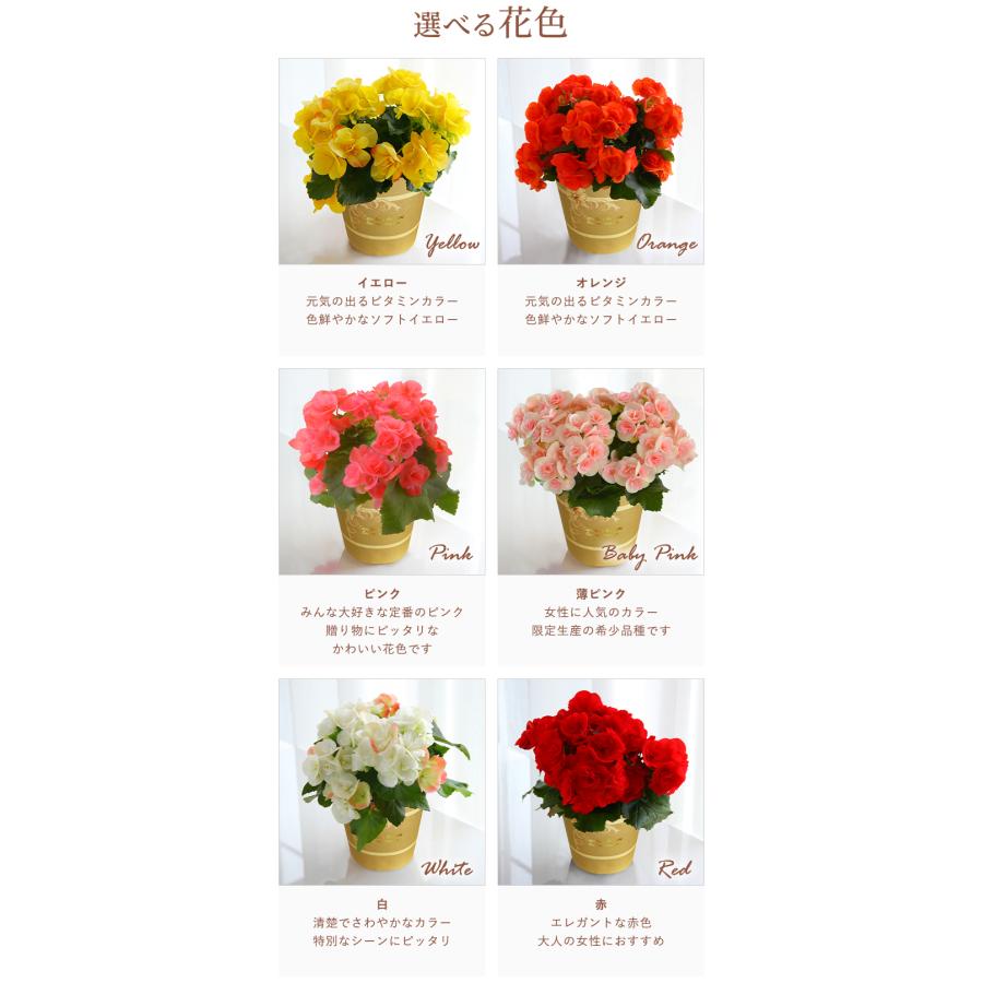 花のギフト社 当日発送17時〆 リーガース 鉢植え ベゴニア 花鉢 鉢花