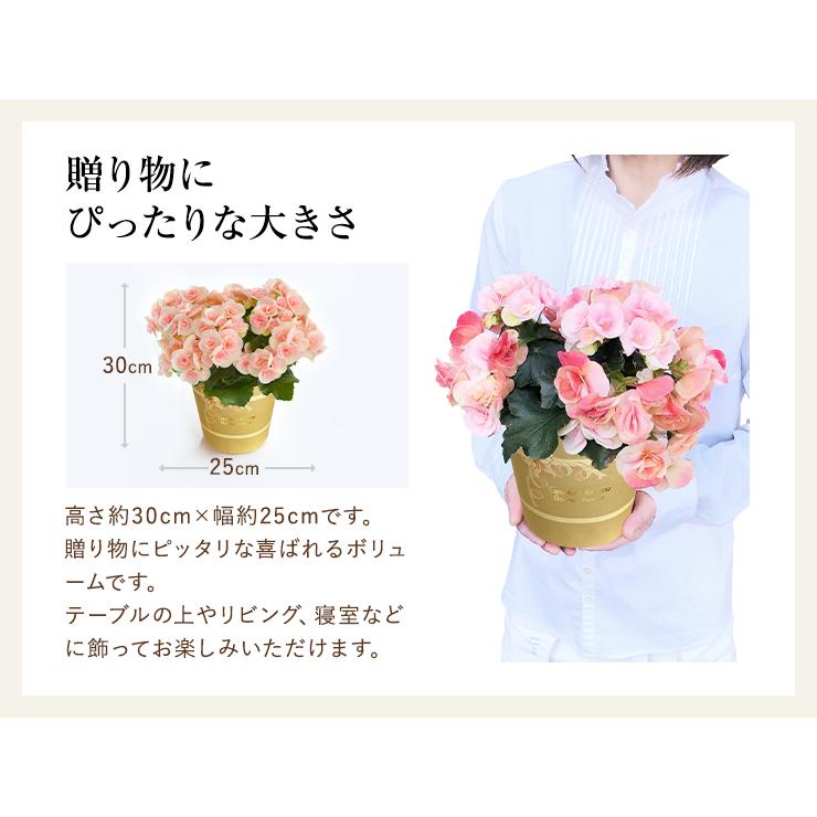花のギフト社 当日発送17時〆 リーガース 鉢植え ベゴニア 花鉢 鉢花