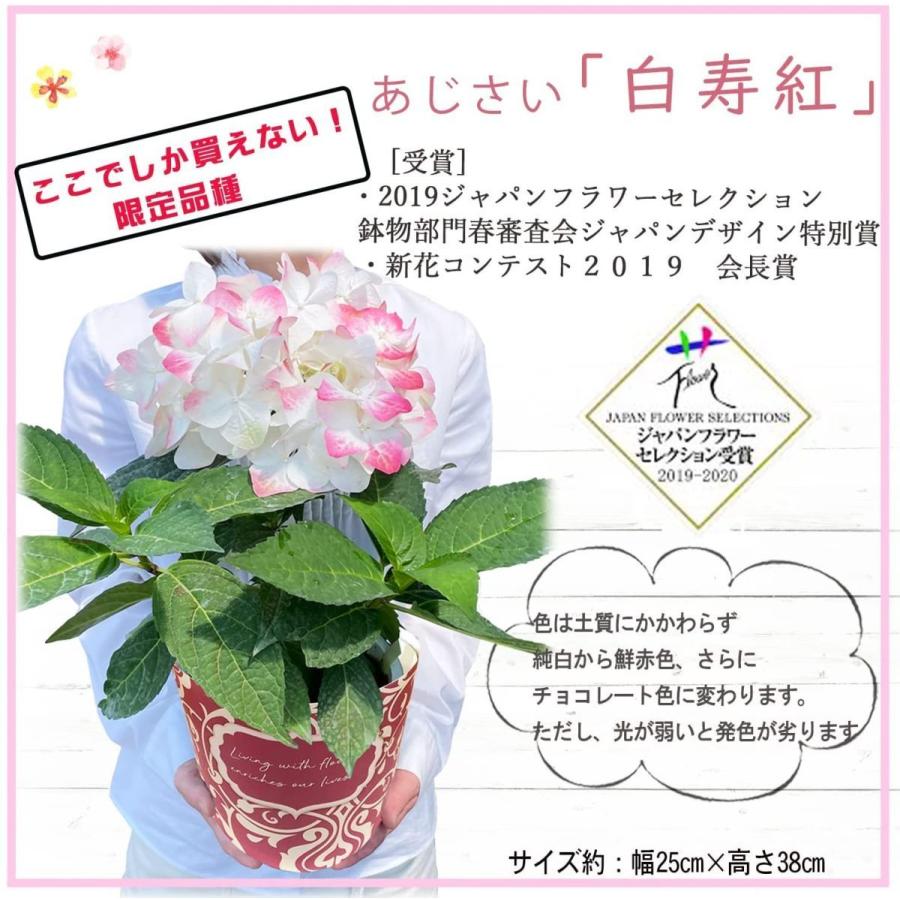 あじさい 白寿紅 鉢植え 鉢花 花鉢 アジサイ 紫陽花 誕生日 お祝い 還暦 還暦祝い 母の日ギフト 珍しい 5号 通販 みつる植物研究所 花のギフト社 正規販売店 Yh0309 花のギフト社onlineshop 通販 Yahoo ショッピング