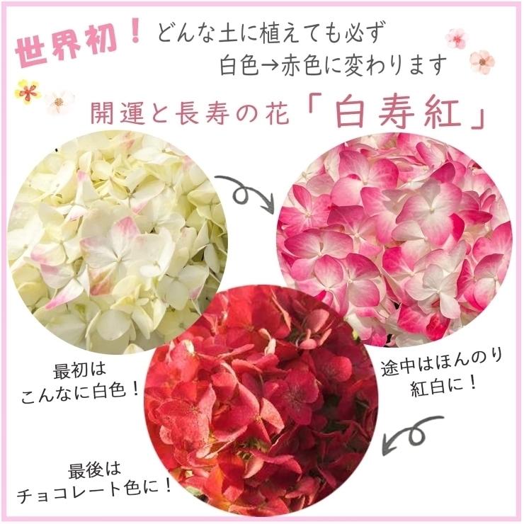 花のギフト社 あじさい 白寿紅 鉢植え 鉢花 花鉢 アジサイ 紫陽花 誕生