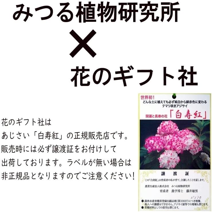 あじさい 白寿紅 鉢植え 鉢花 花鉢 アジサイ 紫陽花 誕生日 お祝い 還暦 還暦祝い 母の日ギフト 珍しい 5号 通販 みつる植物研究所 花のギフト社 正規販売店 Yh0309 花のギフト社onlineshop 通販 Yahoo ショッピング