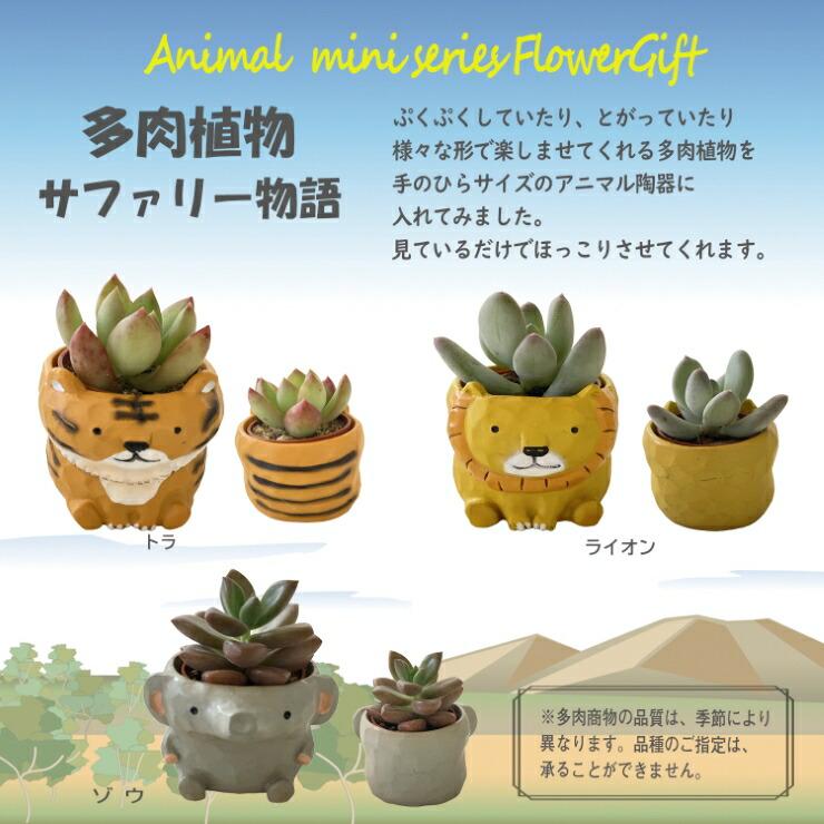花のギフト社 多肉植物 鉢植え 5種から選べる3鉢セットシリーズ 観葉