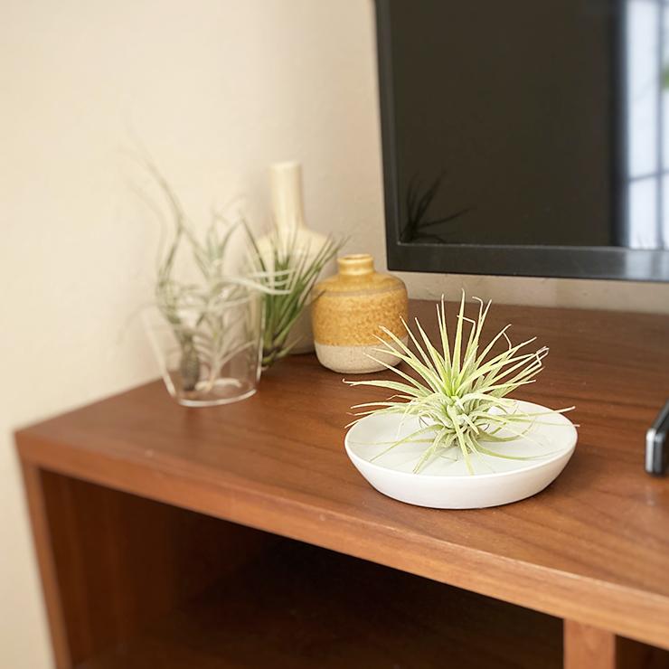 300円 22年のクリスマス 1000円 ポッキリ 送料無料 多肉植物 観葉植物 インテリア グリーン フラワーギフト 置くだけ おしゃれ 飾れる 簡単 お祝い プレゼント エアプランツ