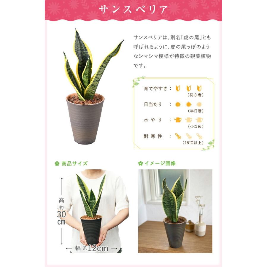 観葉植物 種類 室内 おしゃれ ガジュマル パキラ サンスベリア テーブルヤシ コーヒーの木 ディフェンバキア ガジュマルの木 観葉 植物 鉢植え｜hananogiftsya｜11