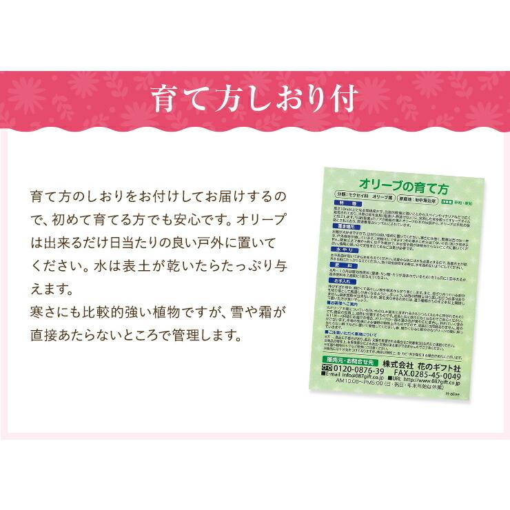 あすつく オリーブ 4号鉢 鉢植え オリーブの木 苗木 植木 苗 木 オリーブの苗木 プレゼント ギフト 観葉植物 開店祝い お祝い 贈り物 ミッション｜hananogiftsya｜26