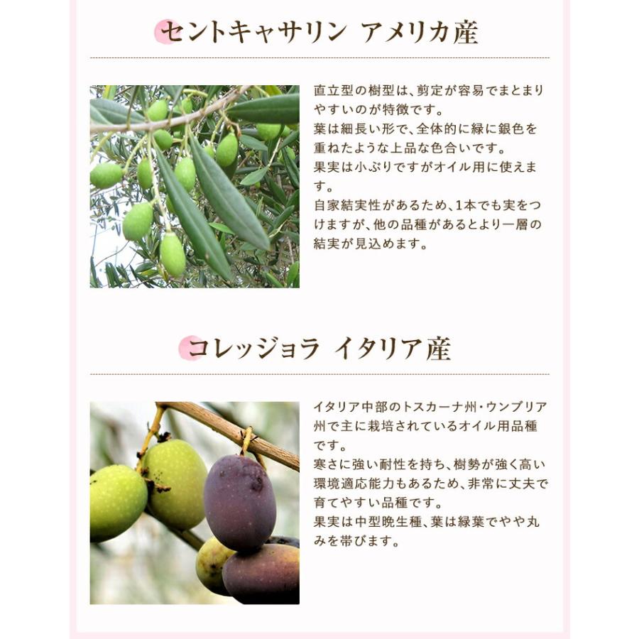 あすつく オリーブ 4号鉢 鉢植え オリーブの木 苗木 植木 苗 木 オリーブの苗木 プレゼント ギフト 観葉植物 開店祝い お祝い 贈り物 ミッション｜hananogiftsya｜24