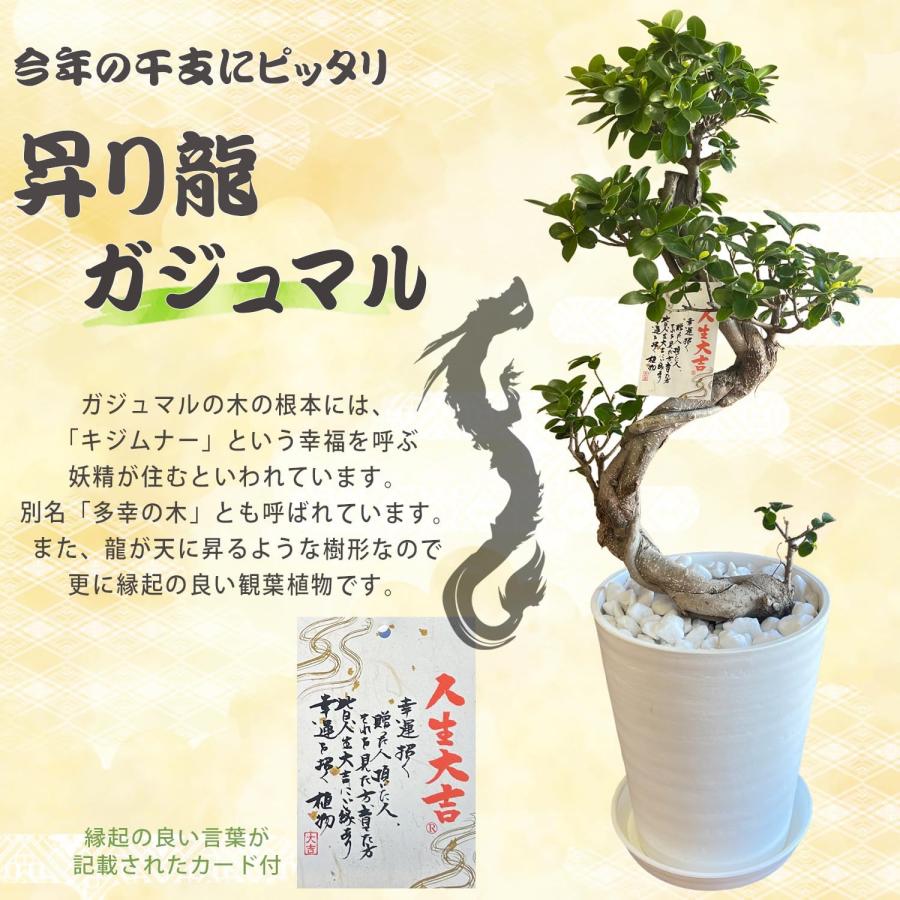 花のギフト社 ガジュマル 観葉植物 大型 ガジュマルの木 昇り龍 花のギフト社 ガジュマル 観葉植物 大型 ガジュマルの木 昇り龍