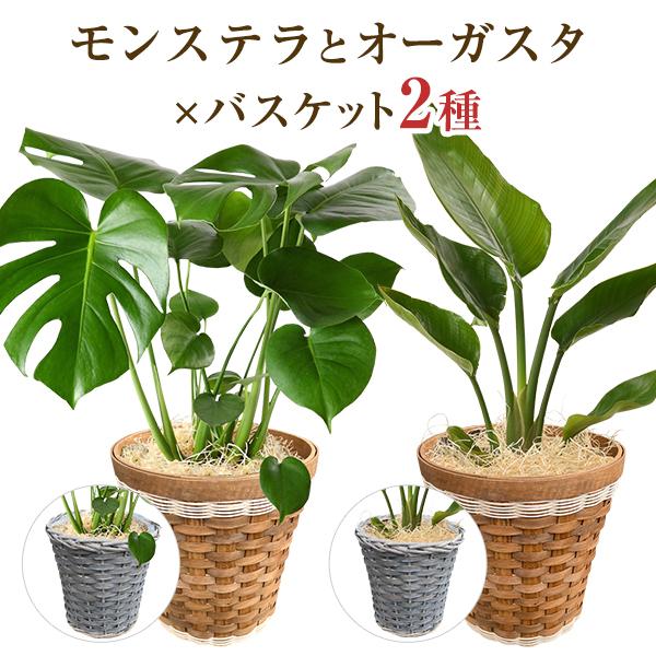 あすつく 14時まで モンステラ 観葉植物 大型 鉢 おしゃれ 6号鉢 オーガスタ 鉢植え インテリア 開店祝い 移転祝い 新築祝い 誕生日 花 室内（Yahoo!・花のギフト社OnlineShop）