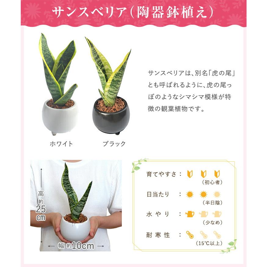 あすつく 14時まで ミニ観葉植物 ガジュマル サンスベリア 金のなる木 多幸の木 サンセベリア 虎の尾 お金のなる木 観葉植物 多肉植物 インテリア グリーン｜hananogiftsya｜10